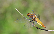 Broad-bodied Chaser (Female, Libellula depressa)